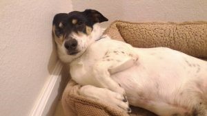rescue dog